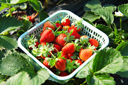 丰富的食物摄影照片_新鲜采摘的草莓