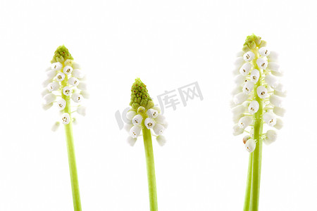 三朵孤立的 Muscari botryoides 白色魔法花