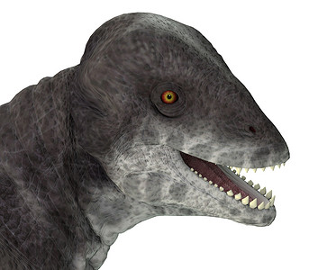 Criocephalosaurus 恐龙头