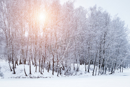 冬日降雪后，阳光穿过白桦林中积雪覆盖的白桦树枝。