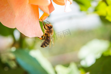 花卉玫瑰花摄影照片_美丽的蜜蜂在清晨的阳光下从绿叶背景上带有花蕾的玫瑰花中提取花蜜。