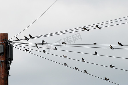 一群燕子聚集在电线上