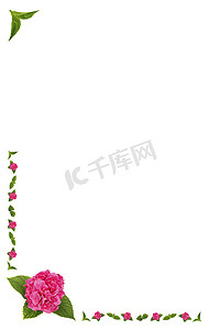 “绣球花的花和叶，框/边框”