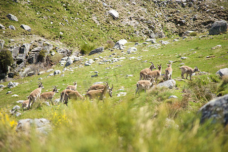 格雷多斯山脉的山羊群
