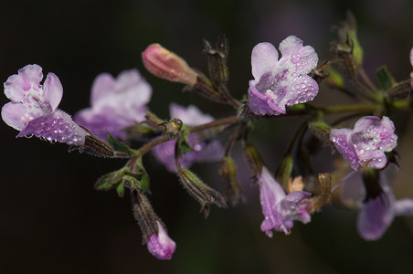 鼠尾草 (Salvia officinalis) 的花朵覆盖着露珠。