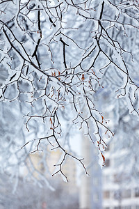 孤寂摄影照片_雪中​​的冬季公园