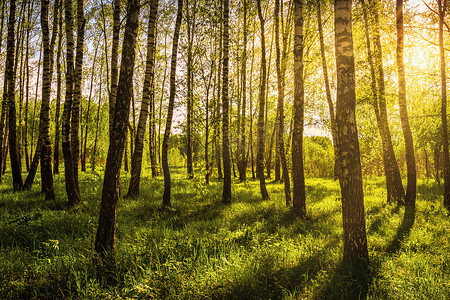日出或日落在春天的白桦林中，阳光透过阴影和年轻的绿草穿过树干。