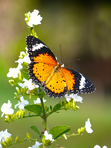 花园里白花上的蝴蝶