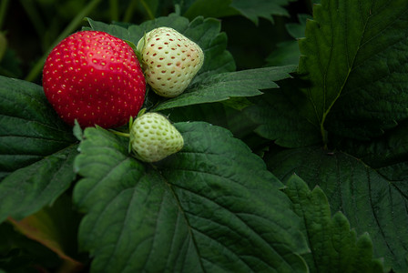 白草莓摄影照片_新鲜的红白草莓布什，花园里生长的草莓果实。