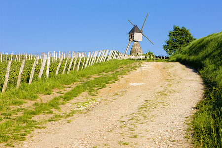 “风车和葡萄园靠近蒙索罗，卢瓦尔河谷，法国”