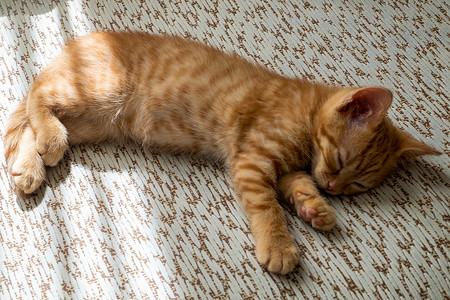 侧躺摄影照片_一只红色的小猫侧躺在沙发上睡觉