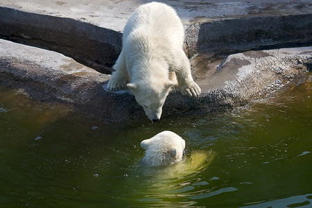 两只北极白熊