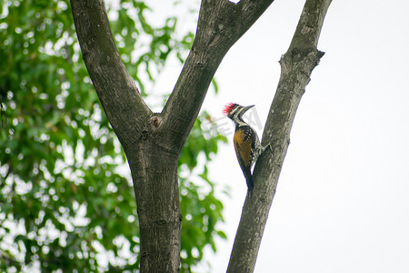 在森林林地的树干中发现的幼年大啄木鸟 (dryocopus lineatus)。