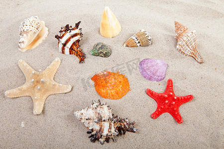 沙滩上美丽的彩色贝壳