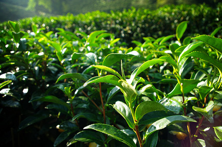 山上茶树种植