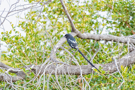 喜鹊伯劳，Corvinella melanoleuca，在树上