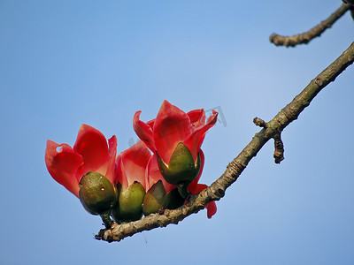 木棉花