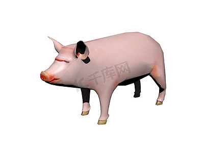 粉红小猪摄影照片_粉红小猪寻找饲料