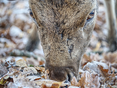 鹿子摄影照片_强壮的小鹿以山毛榉干叶为食。