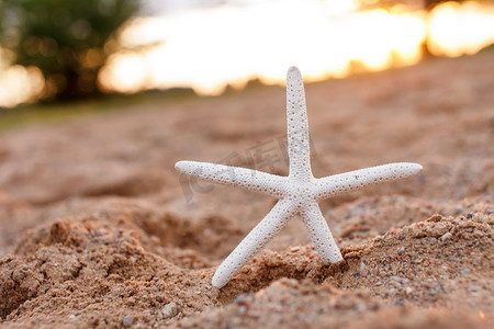 沙滩上生物摄影照片_沙滩上美丽的海星