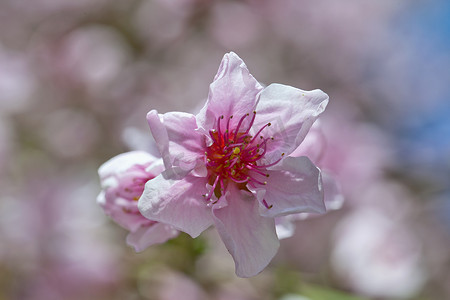 桃花