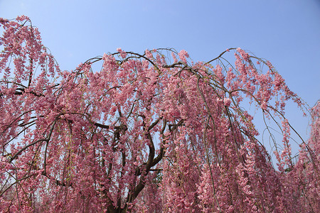 樱花和日本城堡