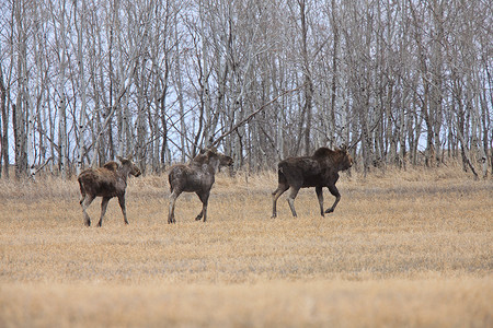小麋鹿摄影照片_加拿大萨斯喀彻温省的母牛和 2 头小牛驼鹿