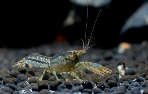 蓝色小龙虾虾在自己面前展示爪子以进行防御，并在淡水水族箱的水生土壤中寻找食物。