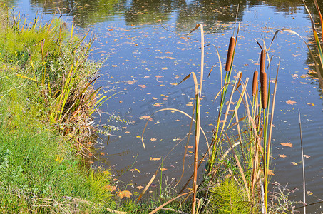 池塘边的芦苇