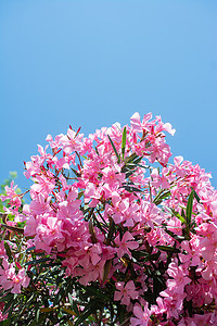 Nerium 夹竹桃树，开着粉红色的花。