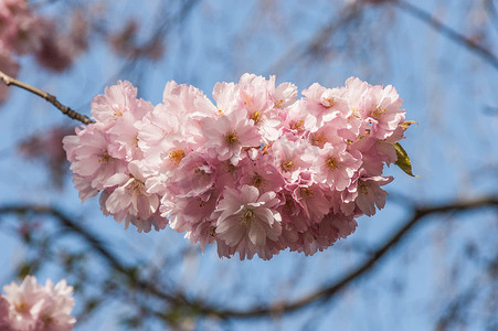 日本樱花节