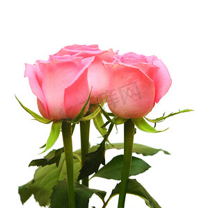 白色背景上的粉红玫瑰花