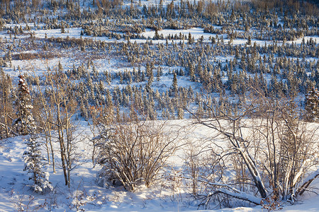北方寒冷摄影照片_白雪皑皑的北方森林