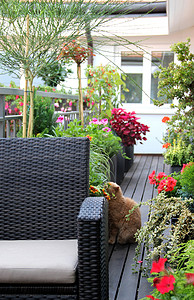 大阳台摄影照片_有猫和花的现代大阳台