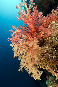 海底植物摄影照片_在红海的热带珊瑚礁。