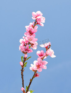 桃花（Prunus persica）