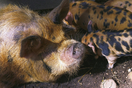 库恩摄影照片_弯弯曲曲母猪和小猪