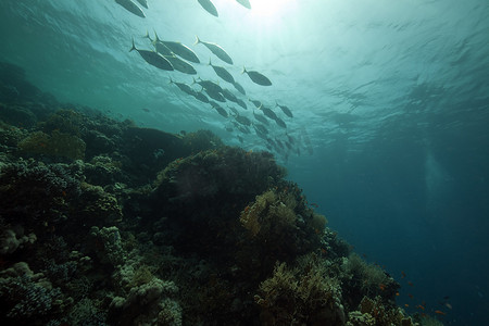 热带珊瑚礁和鱼在红海。