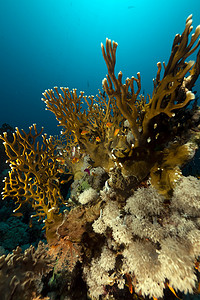 在红海的热带珊瑚礁。