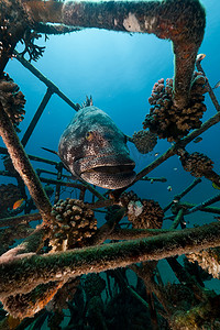 海底植物摄影照片_红海中的马拉巴尔石斑鱼 (epinrphelus malabaricus)。