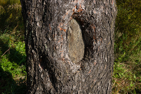 福空心字摄影照片_“松树，树皮的质地，空心的。特写”