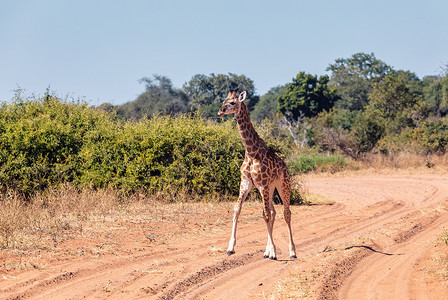 牛摄影照片_南非长颈鹿小牛乔贝，博茨瓦纳野生动物园