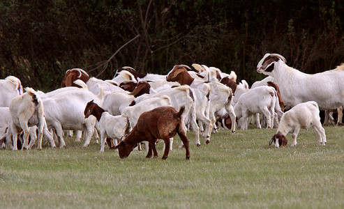 牧场上的山羊群