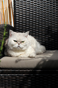 大阳台摄影照片_坐在晴朗的大阳台的白色美丽的猫
