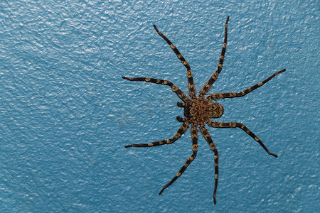 墙蟹蜘蛛平涂在漆面上（Selenops radiatus）