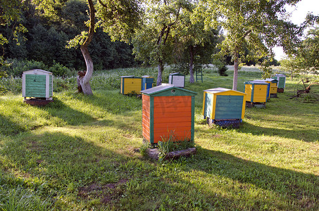 夏季农场花园中的木制彩色蜂箱群