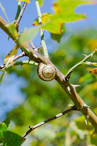 一只树叶摄影照片_一只拿着植物茎的小蜗牛。