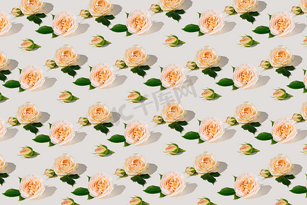 白色背景上由新鲜玫瑰和绿叶制成的夏季图案