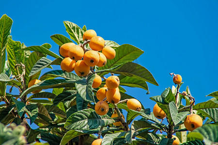 米易枇杷摄影照片_绿叶树上成熟的枇杷果