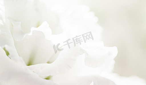 花卉玫瑰花摄影照片_花园中的玫瑰花、花卉之美和植物学背景，用于婚礼请柬和贺卡、自然和环境概念